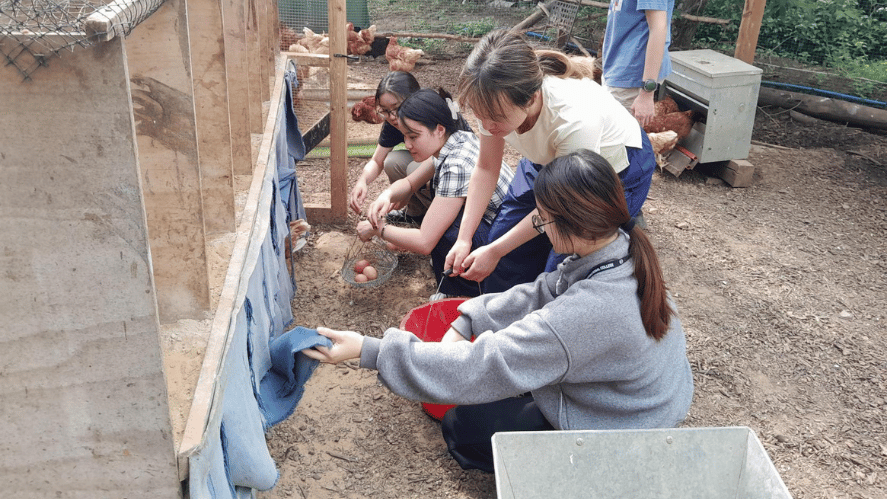 From Farm to Fork Students Explore Sustainable Food at Oxford City Farm - From Farm to Fork Students Explore Sustainable Food at Oxford City Farm